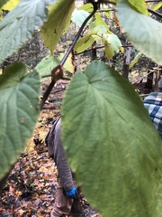 Viburnum lantanoides
