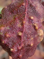 Neuroterus floccosus