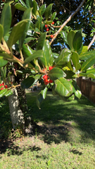 Ilex cornuta