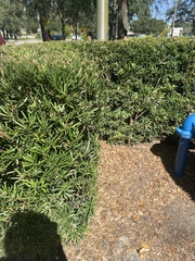 Podocarpus