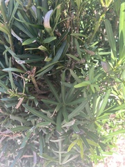 Podocarpus