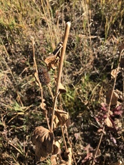 Rudbeckia occidentalis