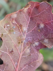 Neuroterus floccosus