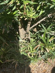 Podocarpus