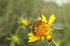 Campsomerinae