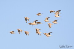 Pterocles senegallus