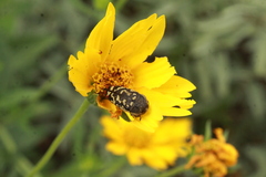 Acmaeodera disjuncta