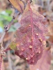 Neuroterus floccosus