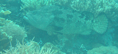 Epinephelus fuscoguttatus