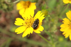 Acmaeodera disjuncta