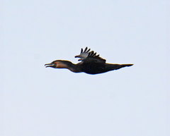 Phalacrocorax carbo lucidus