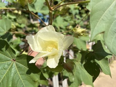 Gossypium