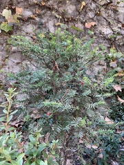 Taxus cuspidata
