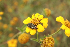 Acmaeodera disjuncta