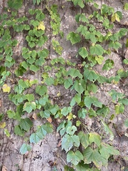 Ampelopsis glandulosa