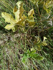 Apodanthera undulata