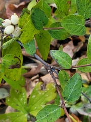 Symphoricarpos occidentalis