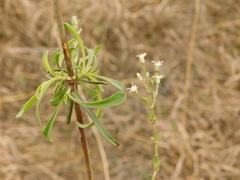 Silene wolgensis