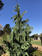 Cupressus nootkatensis