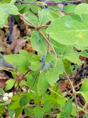 Symphoricarpos occidentalis