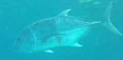 Caranx ignobilis
