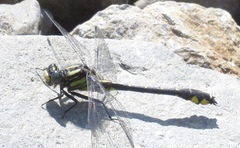 Hylogomphus abbreviatus