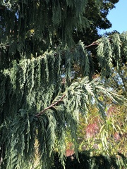Cupressus nootkatensis