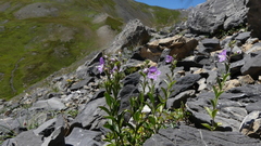 Veronica fruticulosa