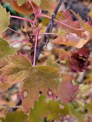 Ribes americanum