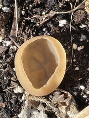 Phylloscypha phyllogena