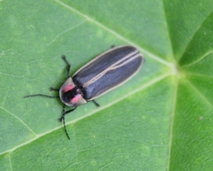 Photinus