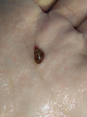 Tricolia pullus