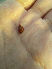 Tricolia pullus