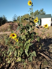 Helianthus annuus