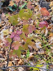 Ribes americanum