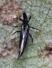 Phlaeothripidae
