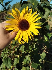 Helianthus annuus