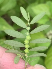 Phyllanthus debilis
