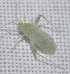 Phytocoris delicatulus