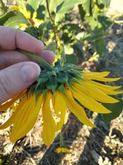 Helianthus annuus