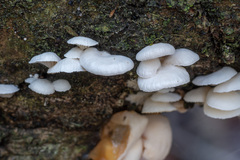 Panellus mitis
