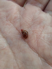 Tricolia pullus