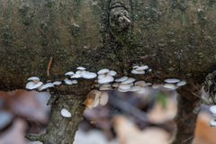 Panellus mitis