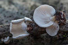 Panellus mitis