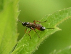 Agrothereutina