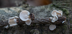 Panellus mitis