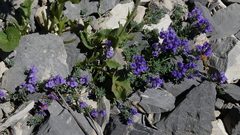 Linaria alpina