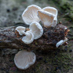 Panellus mitis
