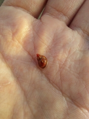 Tricolia pullus