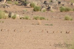 Pterocles senegallus